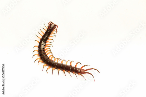 centipede isolate on white background © Croc80