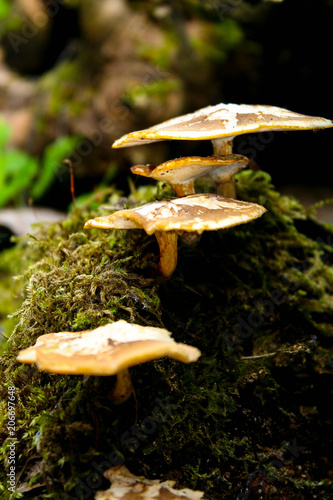 Mushroom on a forest floor