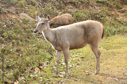 Many deers at Khaoyai national park, Nakhon Ratchasima, Thailand.