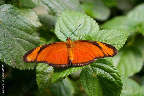 Photos Julia butterfly on a leaf