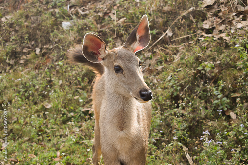 Many deers at Khaoyai national park, Nakhon Ratchasima, Thailand.