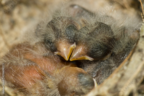 Nest and nestlings of European goldfinch (Carduelis carduelis)