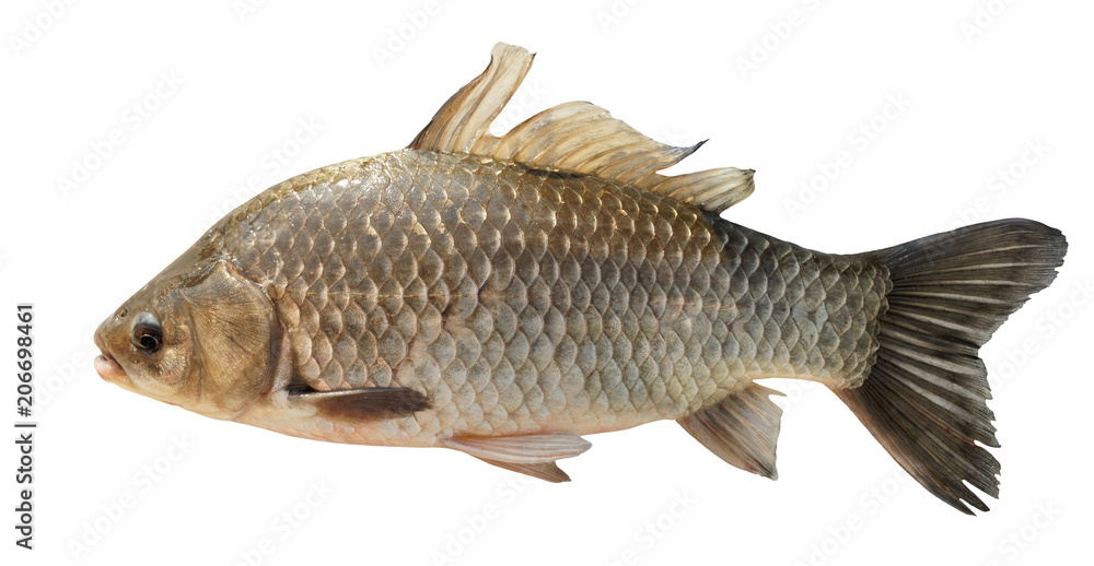 Crucian carp isolated on white with accurate clipping path Crucian carp isolated on white with accurate clipping path