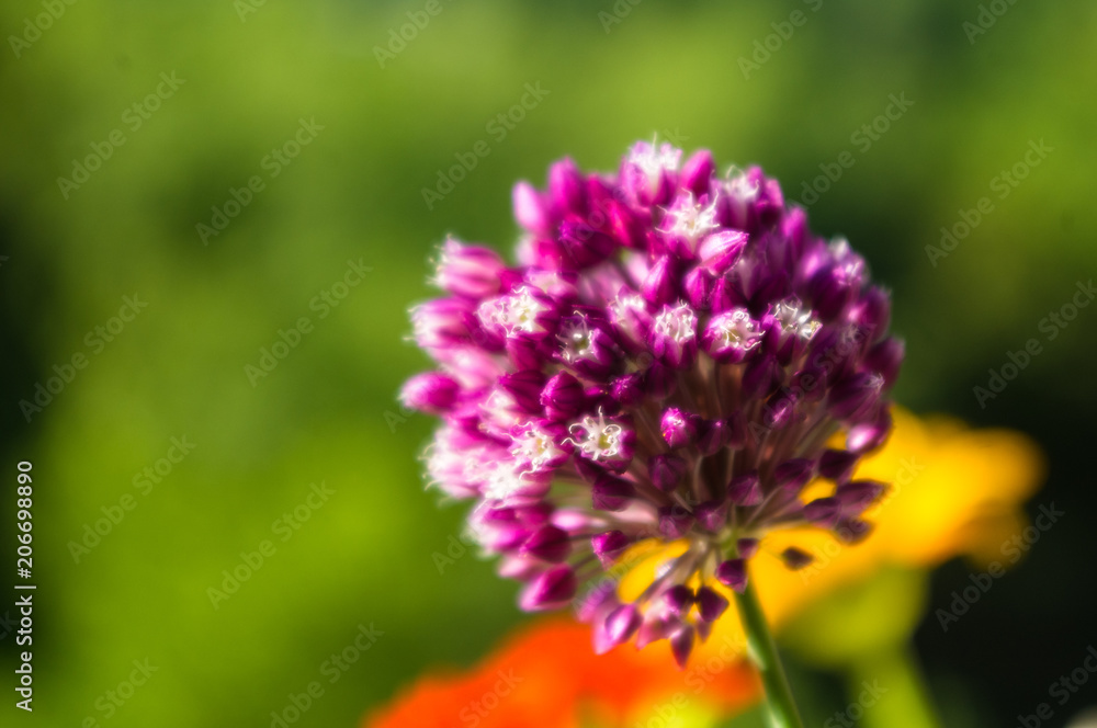 a bouquet of bright spring flowers of various types a bouquet of bright spring flowers of various types