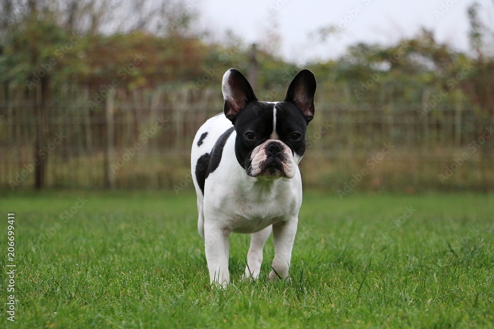 beautiful french bulldog is walking in the garden beautiful french bulldog is walking in the garden