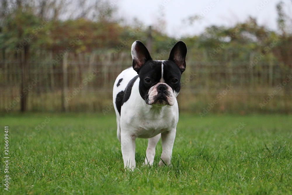 beautiful french bulldog is walking in the garden