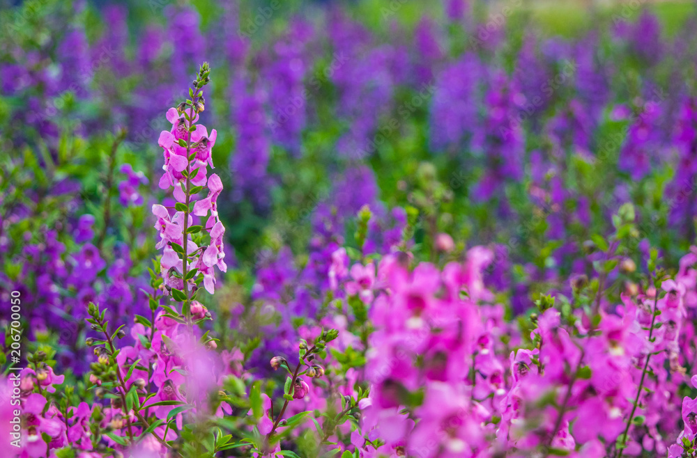 Field of Salvia Field of Salvia