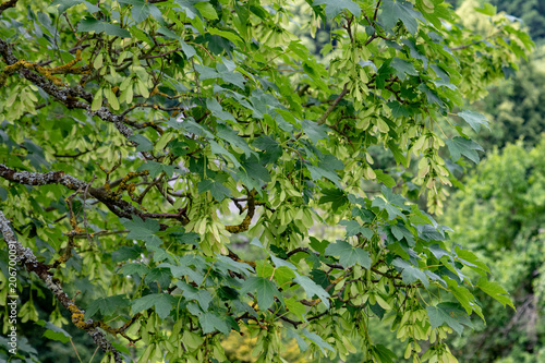 Green leaves of a harewood tree in spring  photo