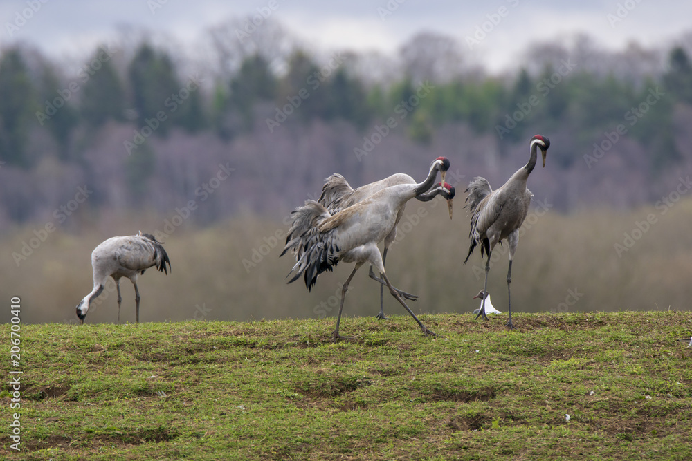 Fototapeta premium Dancing of cranes