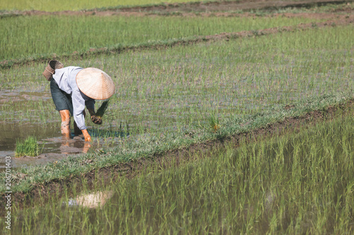Vietnamese farmer planting rice