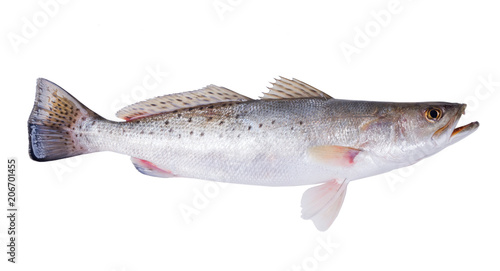 Spotted Seatrout (Cynoscion nebulosus). Isolated on white background