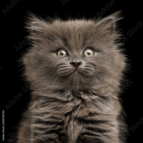 Fototapeta Naklejka Na Ścianę i Meble -  Closeup Portrait of Amazement Gray Kitten, Stare in Camera on Isolated Black Background