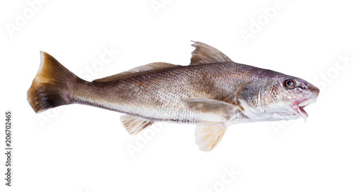 The Atlantic croaker (Micropogonias undulatus) is a species of marine ray-finned fish. Isolated on white background