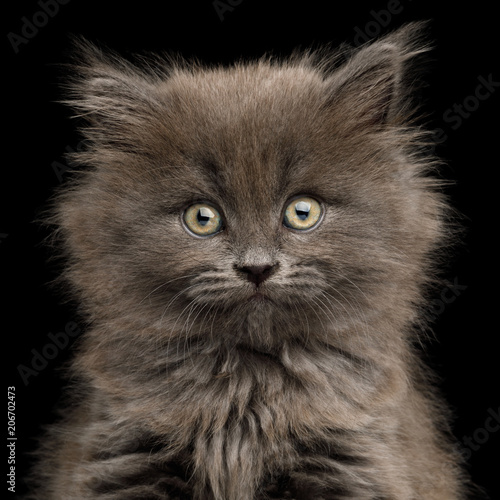 Fototapeta Naklejka Na Ścianę i Meble -  Closeup Portrait of Amazement Gray Kitten, Stare in Camera on Isolated Black Background