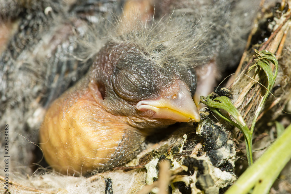 Nest and nestlings of European goldfinch (Carduelis carduelis) Nest and nestlings of European goldfinch (Carduelis carduelis)