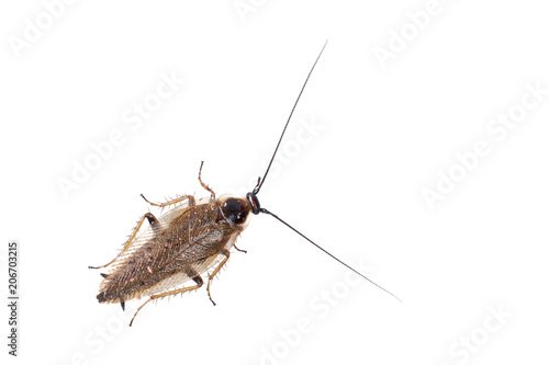 Cockroach Ectobius lapponicus on a white background
