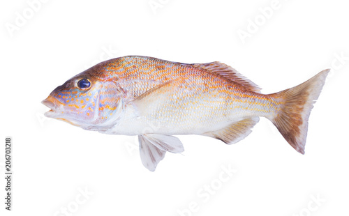 Bluestriped Grunt (Haemulon sciurus) on white background.  Isolated
