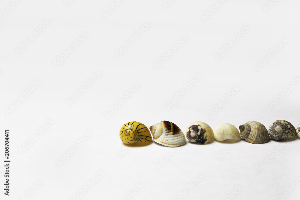 sea shell on white bacground sea shell on white bacground