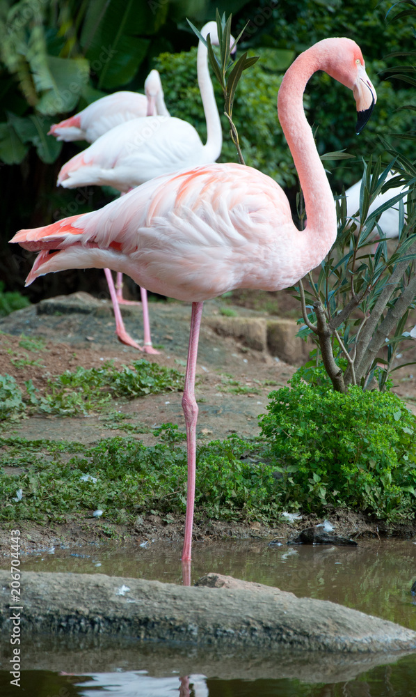 Close-up of a beautiful pink flamingo in a park, standing on one leg. Close-up of a beautiful pink flamingo in a park, standing on one leg.
