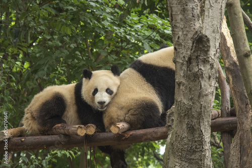 pandas live in a reserve in Chengdu. © Aliaksei