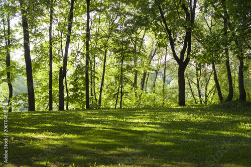 glade with grass in the forest at spring morning. background, nature.