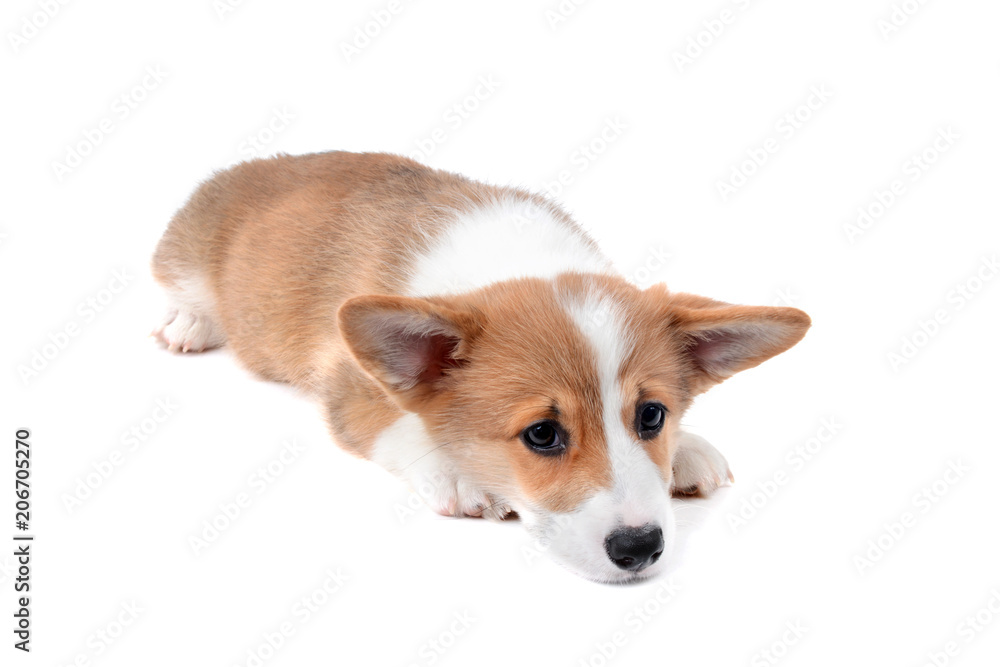 tired corgi puppy laying down white background
