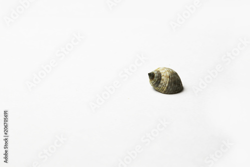 sea shell on white bacground