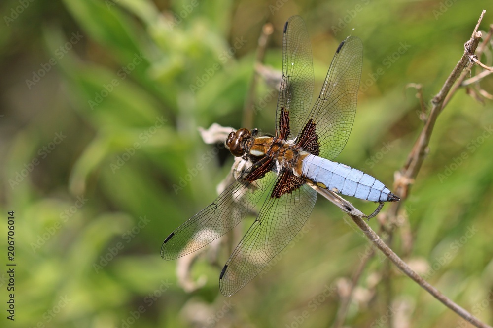 Männlicher Plattbauch (Libellula depressa)
Männlicher Plattbauch (Libellula depressa)
