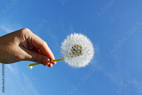 Fototapeta Naklejka Na Ścianę i Meble -  Schöne Pusteblume