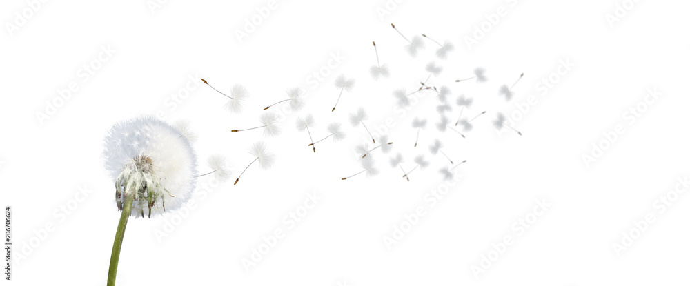 Fototapeta premium Piękny mniszek na białym tle