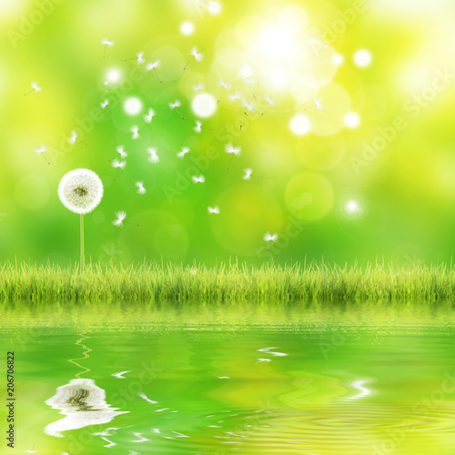 Fototapeta Naklejka Na Ścianę i Meble -  Schöne Pusteblume