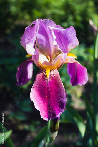 Fototapeta Naklejka Na Ścianę i Meble -  Summer pink iris flower close-up in the garden