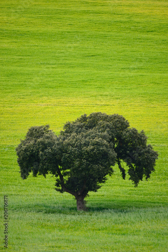 Holm oaks in spring season.