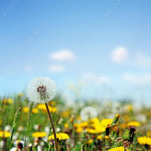 Fototapeta Naklejka Na Ścianę i Meble -  Schöne Pusteblumen