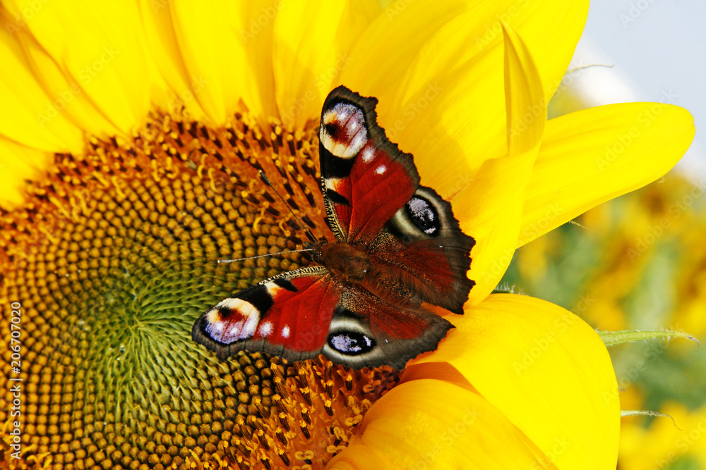 BreezeArt Gartenflagge Sonnenblume & Schmetterling – Premium Fahne 31,8x45,7 Cm Für Herbst/Winter