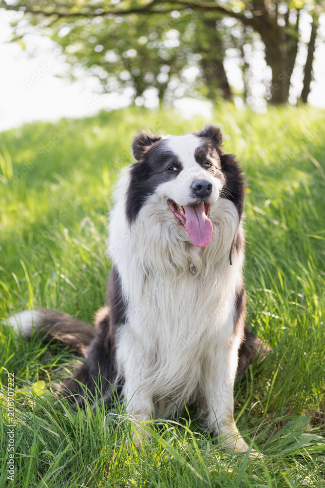 Smiling Border Collie is sitting in the grass outdoors. The dog is looking slightly over the side. Object can be placed in his view. Vertically. 