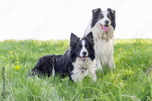 Pair of Border Collie is sitting at the dandelion meadow and looking at the camera. White background is ready for your text.