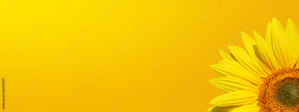 Naklejka premium Sonnenblume auf weissem Hintergrund