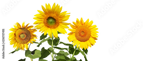 Fototapeta Naklejka Na Ścianę i Meble -  Sonnenblumen auf weissem Hintergrund