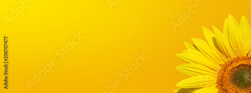 Sonnenblume auf weissem Hintergrund