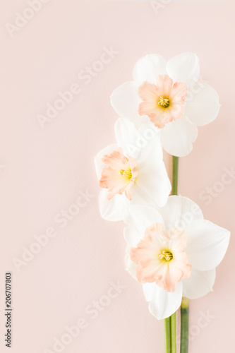 Fototapeta Naklejka Na Ścianę i Meble -  Delicate bouquet of three daffodils Orchid on a pink background, the concept of minimalist creative pastels