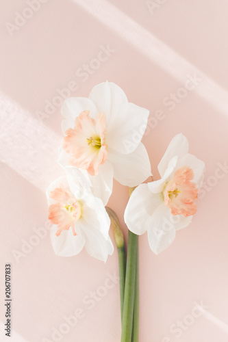 Fototapeta Naklejka Na Ścianę i Meble -  Delicate bouquet of three daffodils Orchid on a pink background, the concept of minimalist creative pastels, hard light