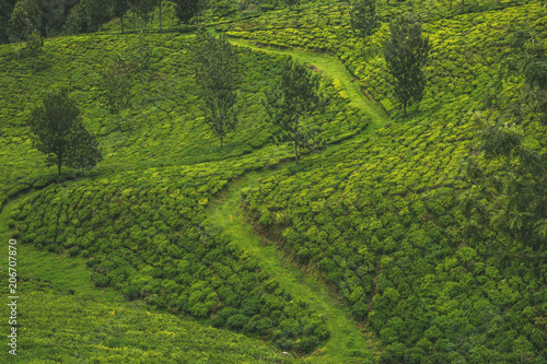 A path through the tea plantation