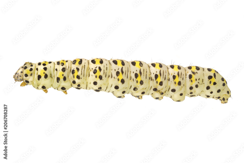 Fototapeta premium Caterpillar of Cucullia verbasci on a white background