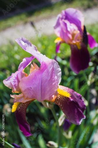 Fototapeta Naklejka Na Ścianę i Meble -  Summer pink iris flowers close-up in the garden