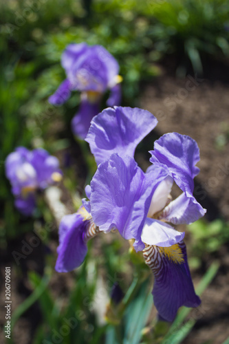 Fototapeta Naklejka Na Ścianę i Meble -  Summer blue flowers in the garden