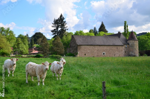 VACHES CHAROLAISES ET CHÂTEAU DE CHEVANNES (15 éme Siècle)BOURGOGNE FRANCE photo