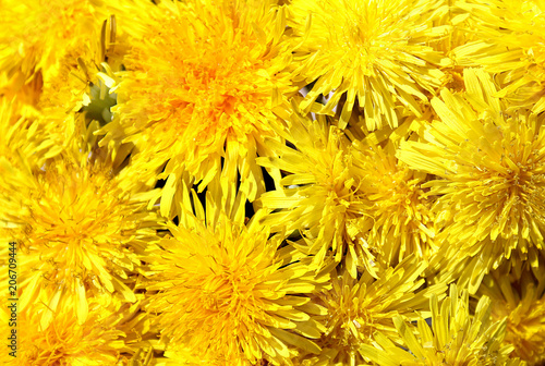 background yellow dandelion flowers