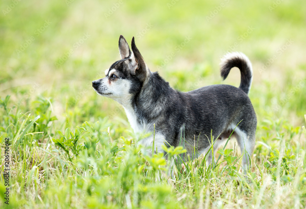 Senior Chihuahua watching attentively Senior Chihuahua watching attentively