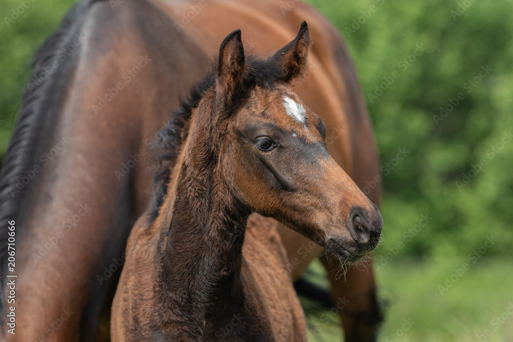Fototapeta premium Kopf eines braunen Fohlen
